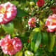 Camellias in bloom
