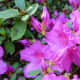 Photo of azaleas