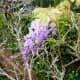 Wisteria starting to bloom 