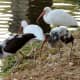 White ibis birds