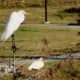 Great Egret at the top and an American White Ibis