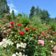 Roses at the International Rose Test Garden in Portland, Oregon