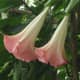 Brugmansia suaveolens, which has leaves with psychotropic substances as do other species of this genus. This is a common garden plant.