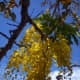 &quot;Ca&ntilde;as fistula,&quot; scientifically known as Cassia fistula.  Blooms around mid-March in Guanacaste, give or take a month.