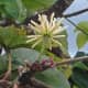 A male flower from a Cercropia species. Male and female flowers are produced on separate trees. Commonly called the Yagrumo. These trees have many uses. They also exhibit myrmecophytism, a mutualistic relationship formed with Azteca ant colonies.