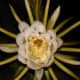 Pitaya (Stenocereus queretaroensis) cactus flower which only opens at night for bats and moths to pollinate. The fruit makes a delicious cod drink. Location: Between Caas Dulce and Buena Vista in Guanacaste