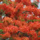 An unusually prolific bloom on a malinche tree (royal ponciano, Delonix regia) in Tamarindo. There are usually scattered blooms mixed in with the foliage. This leguminous tree makes a bean pod that is almost a meter long.