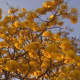 &quot;Cortez amarilla&quot; tree (Tabebuia ochracea).    The flowers are beautiful, if only for a few days in late February to the end of March.  They have flowers during the dry season when they don't have leaves in Guanacaste.