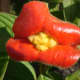 Commonly known as labios de puta (Psychotria poeppigiana), this flower can be found on treks in the wild in mountainous forests and it can also be in tropical gardens.