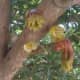Jicaro (calabash tree, Crescentia alata) flowers.  The jicaro makes gourd-like fruit all along the trunk.  These jicaro gourds can be decorated or used as drinking vessels.  The gourds can get as large as 7-8 inches in diameter, but they are more com