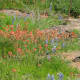 Indian Paintbrush with bluebonnets.