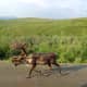 my-favorite-excursions-on-my-first-alaskan-cruise