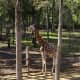 Giraffe at Szeged Zoo