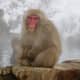 Jigokudani Monkey Park