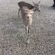 Deer Park, Nara