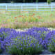 Washington Lavender Farm near Sequim Washington