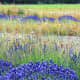 Washington Lavender Farm near Sequim Washington