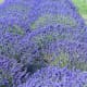 Washington Lavender Farm near Sequim Washington