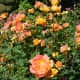Woodland Rose Garden - Seattle