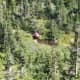 Wildlife on a mountainside. Can you find Waldo?
