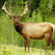 Elk grazing at Timber Creek Campground off of Trail Ridge Road in Rocky Mountain National Park near Grand Lake, Colorado.