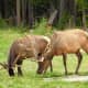 Elk grazing at Timber Creek Campground off of Trail Ridge Road in Rocky Mountain National Park near Grand Lake, Colorado.