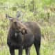 Female moose grazing off of Trail Ridge Road in Rocky Mountain National Park near Grand Lake, Colorado.