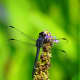 Dragonfly at the Norfolk Botanical Gardens in Norfolk, VA