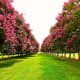 Crepe Myrtles at the Norfolk Botanical Gardens in Norfolk, VA