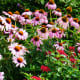 Flowers at the Norfolk Botanical Gardens in Norfolk, VA