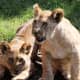 African lion cubs at the Virginia Zoological Park in Norfolk, VA