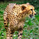 Cheetah at the Virginia Zoological Park in Norfolk, VA
