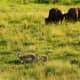 Pronghorns and Bison in Lamar Valley in Yellowstone National Park