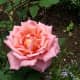 Pink rose at Rose Garden