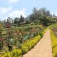 A view of Rose garden