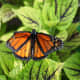 Butterfly at the Norfolk Botanical Gardens in Norfolk, VA