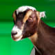 Goat at the Virginia Zoological Park in Norfolk, VA