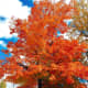 Fall Colors in Liberty Park, Utah
