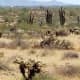 places-to-visit-in-arizona-slide-rock-grasshopper-point-apache-wash-trailhead