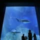 Adventure Aquarium in nearby Camden, NJ lets you swim with the sharks and play with the seals.