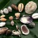 Sea Shells collected on Waikiki Beach, Oahu Hawaii