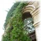 Remnants of an old building now supporting ivy
