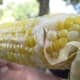 Corn on the Cob- my favorite!