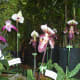 hidden-hawaii-the-spectacular-59th-annual-orchid-show-in-hilo-on-the-big-island