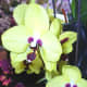 hidden-hawaii-the-spectacular-59th-annual-orchid-show-in-hilo-on-the-big-island