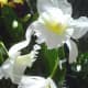 hidden-hawaii-the-spectacular-59th-annual-orchid-show-in-hilo-on-the-big-island
