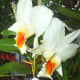 hidden-hawaii-the-spectacular-59th-annual-orchid-show-in-hilo-on-the-big-island