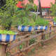 Many villagers have plant tubs made out of old tyres for growing herbs etc, typically, painted in the village colours - blue and white for Nanokhong