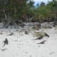 Dozens of endangered iquanas on Leaf Cay island in the Exumas.