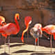 The San Antonio Zoo's Flamingo habitat is stunning. These gorgeous birds are just a few living there.